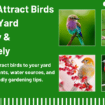 How to Attract Birds