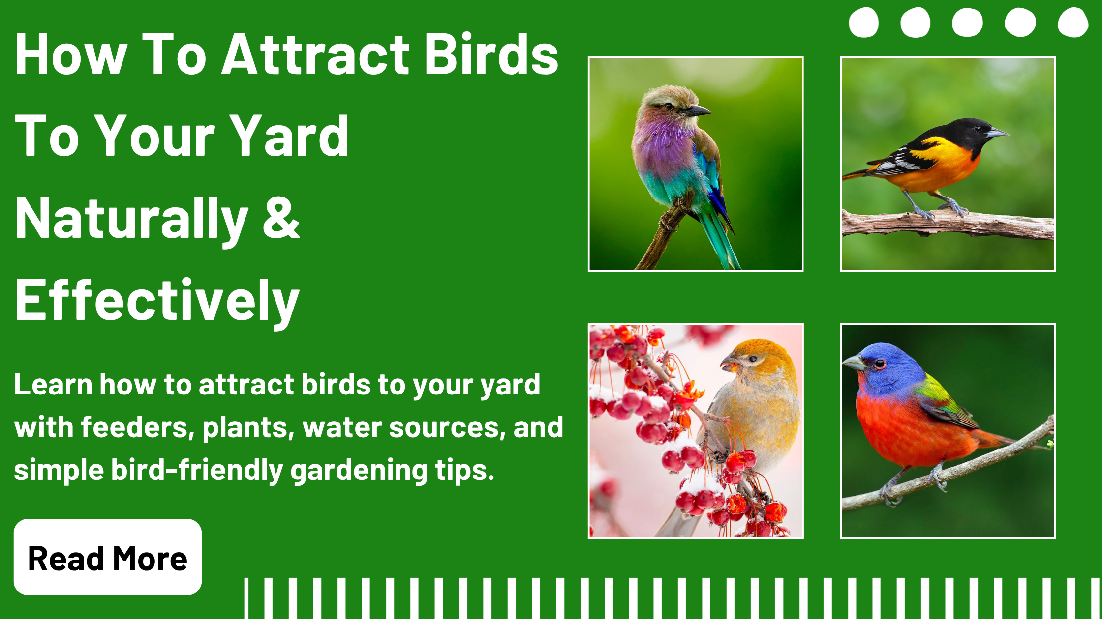 How to Attract Birds